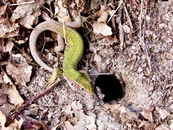 Bemutatom az otthonom