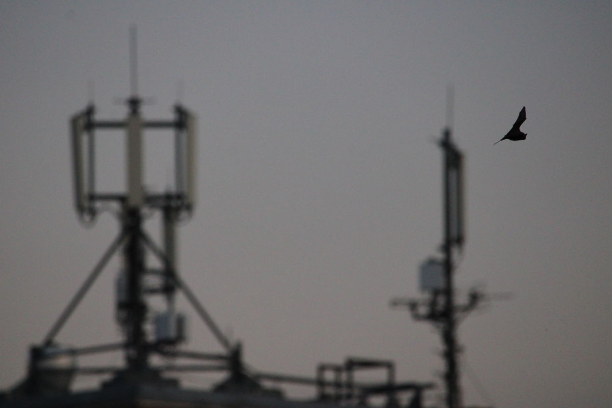 Seres Ádám Zoltán