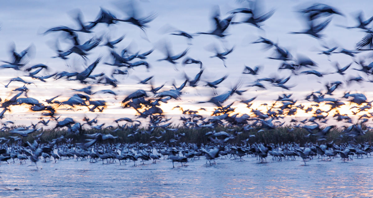 Gyenti-Kálvin Kinga