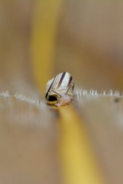 Csiga sztráda, avagy száguldozás kukorica levélen