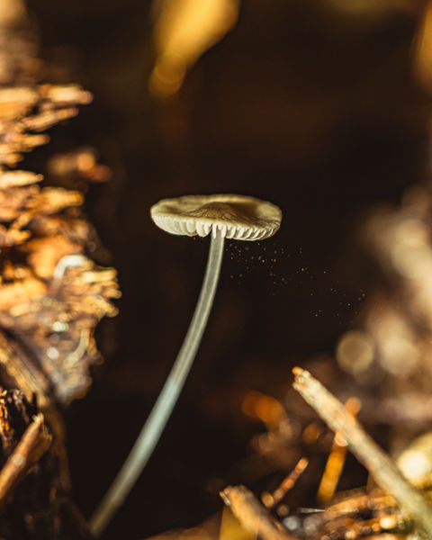 Kis gomba a spóráit szórja