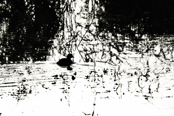 Akadályúszás az élet