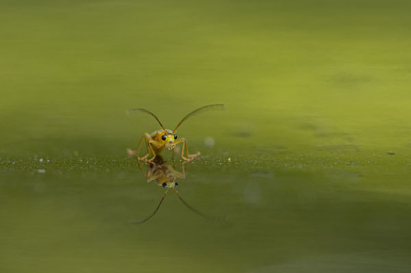 Bogár és a tükörképe