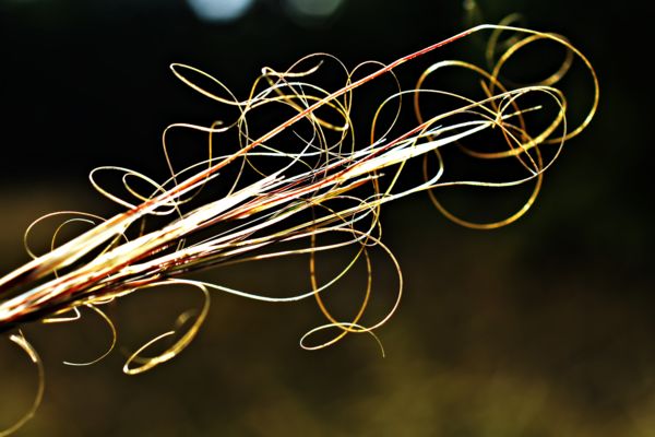 Egy fűszál a réten