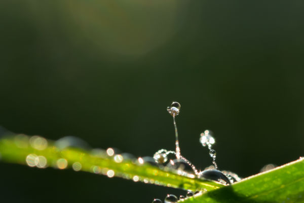 Piciny gomba tündöklő terhe