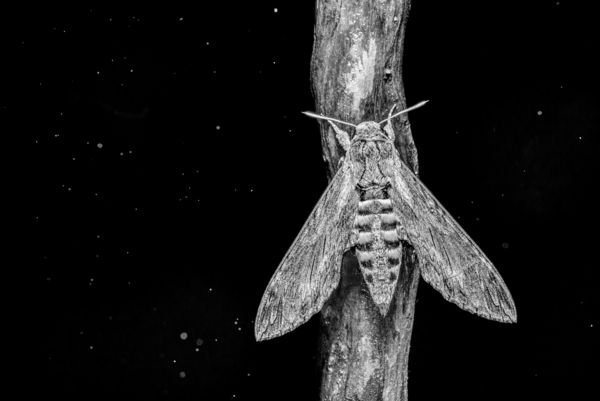 Folyófűszender az esőben