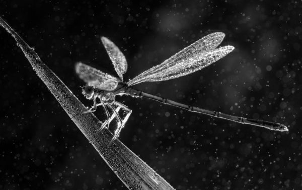 Kitárt szárnyakkal