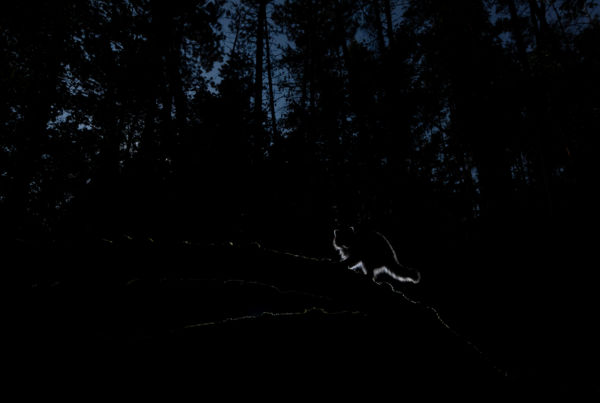 Éjszaka az erdőben