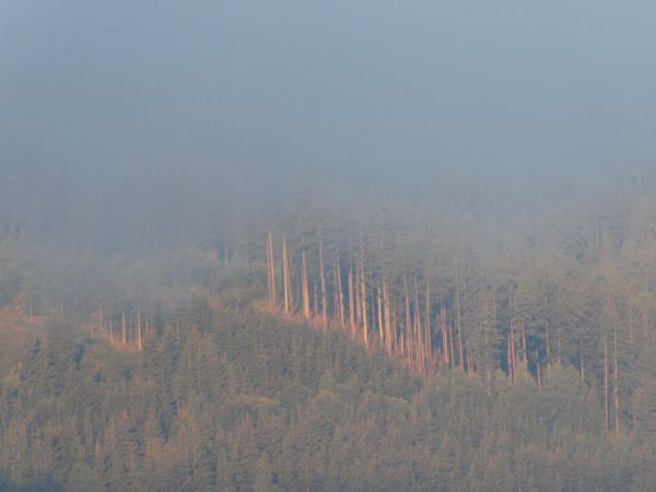 Világító fatörzsek