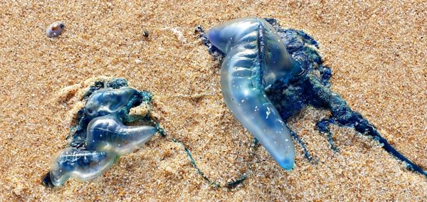 Partra szállt ’háborús emberek’