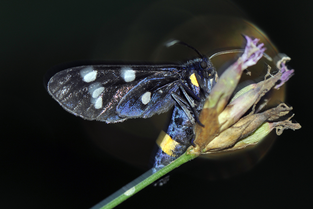 Gaál Zoltán Péter