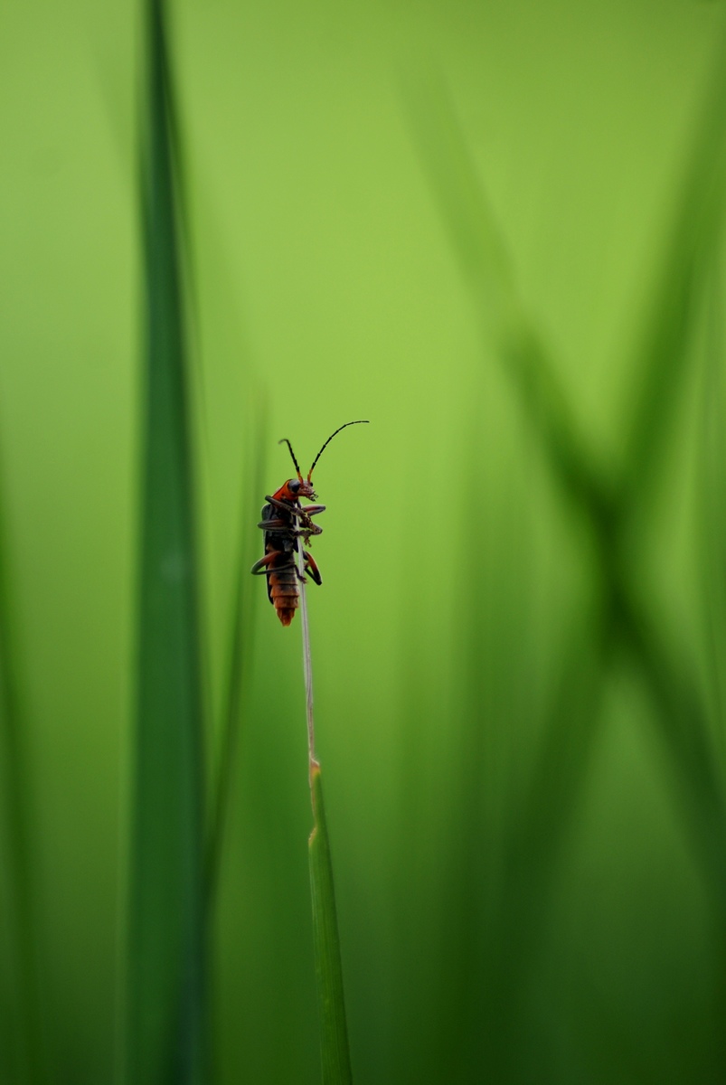 Laczkó-Magyar György