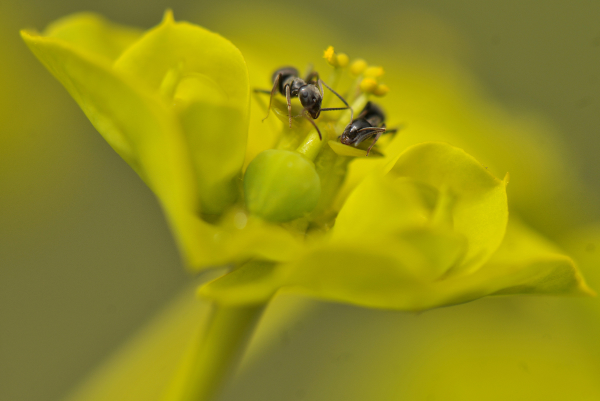 Gaál Zoltán Péter