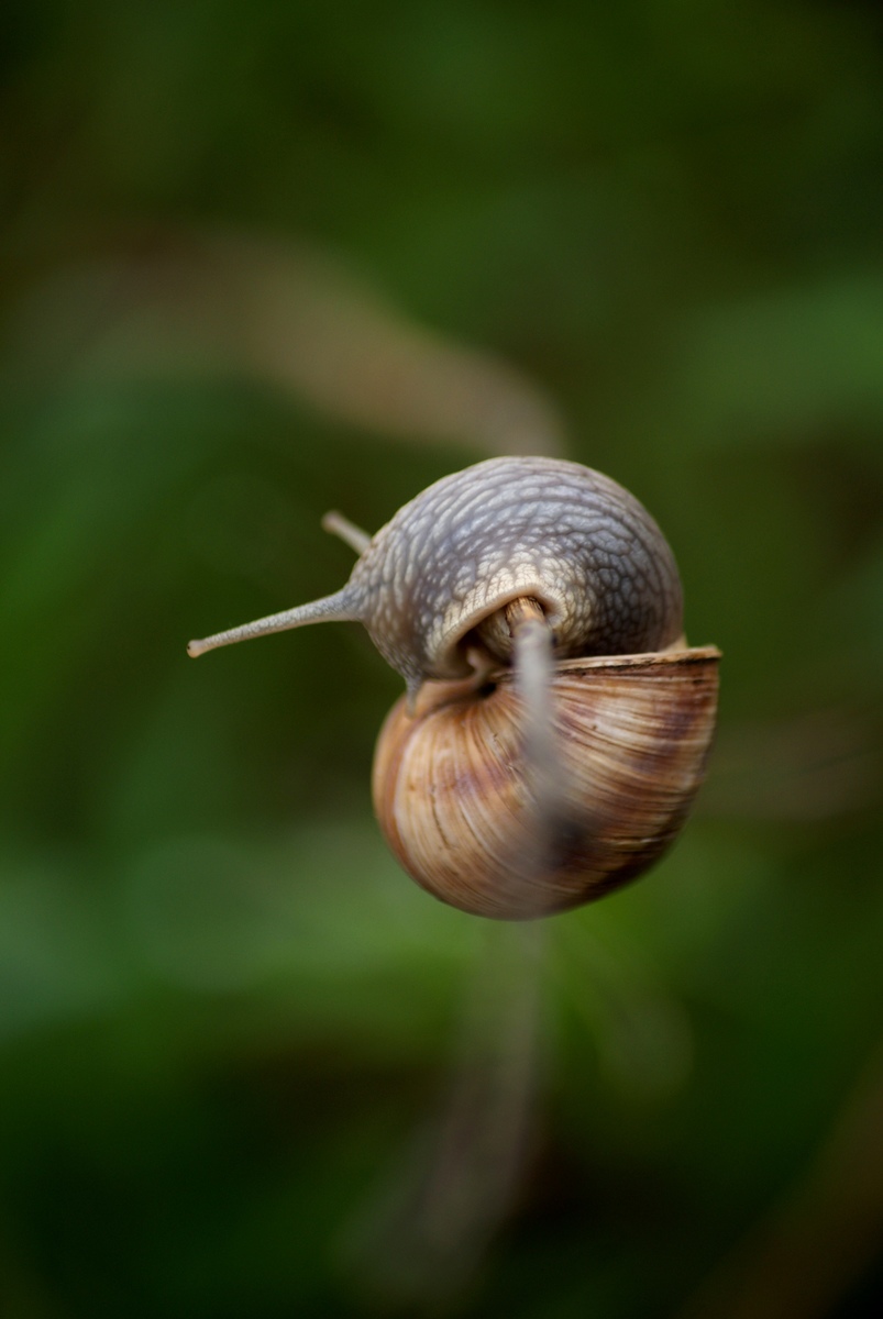 Laczkó-Magyar György