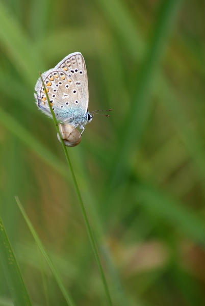 Ez itt az én csigám!