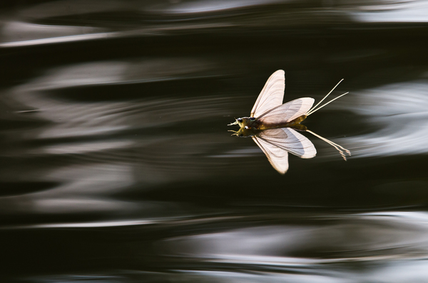 kérész ellenfényben