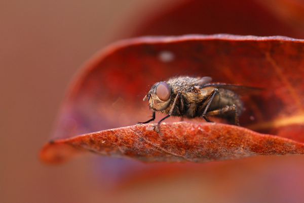 Hajnalodik, kiugrom az "ágyból"