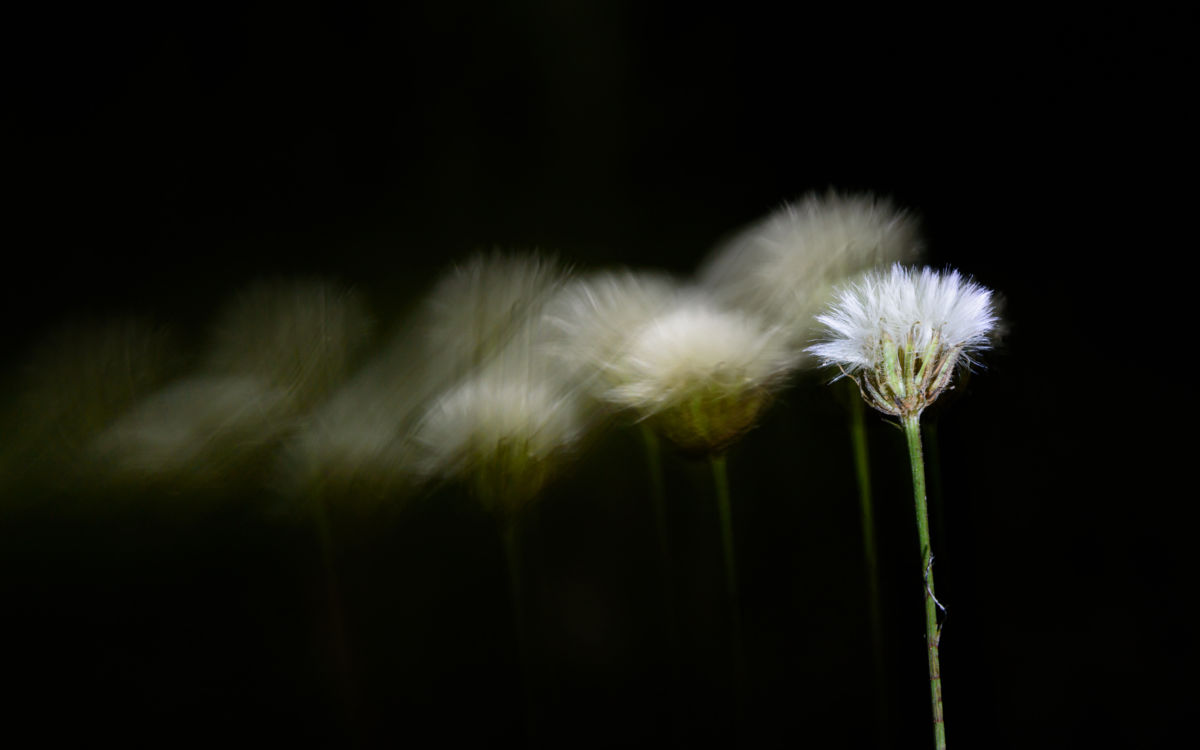 Benke Péter Valentin