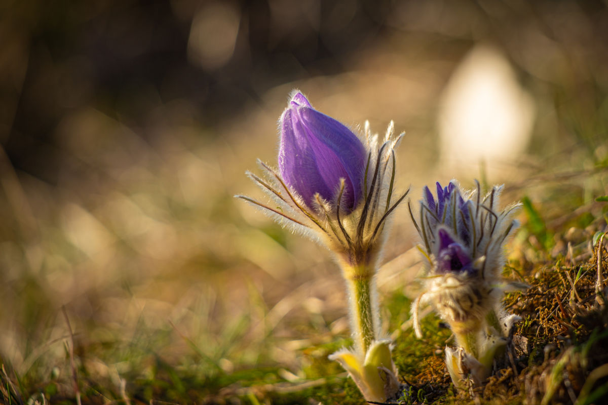 Germán Szilveszter Tibor