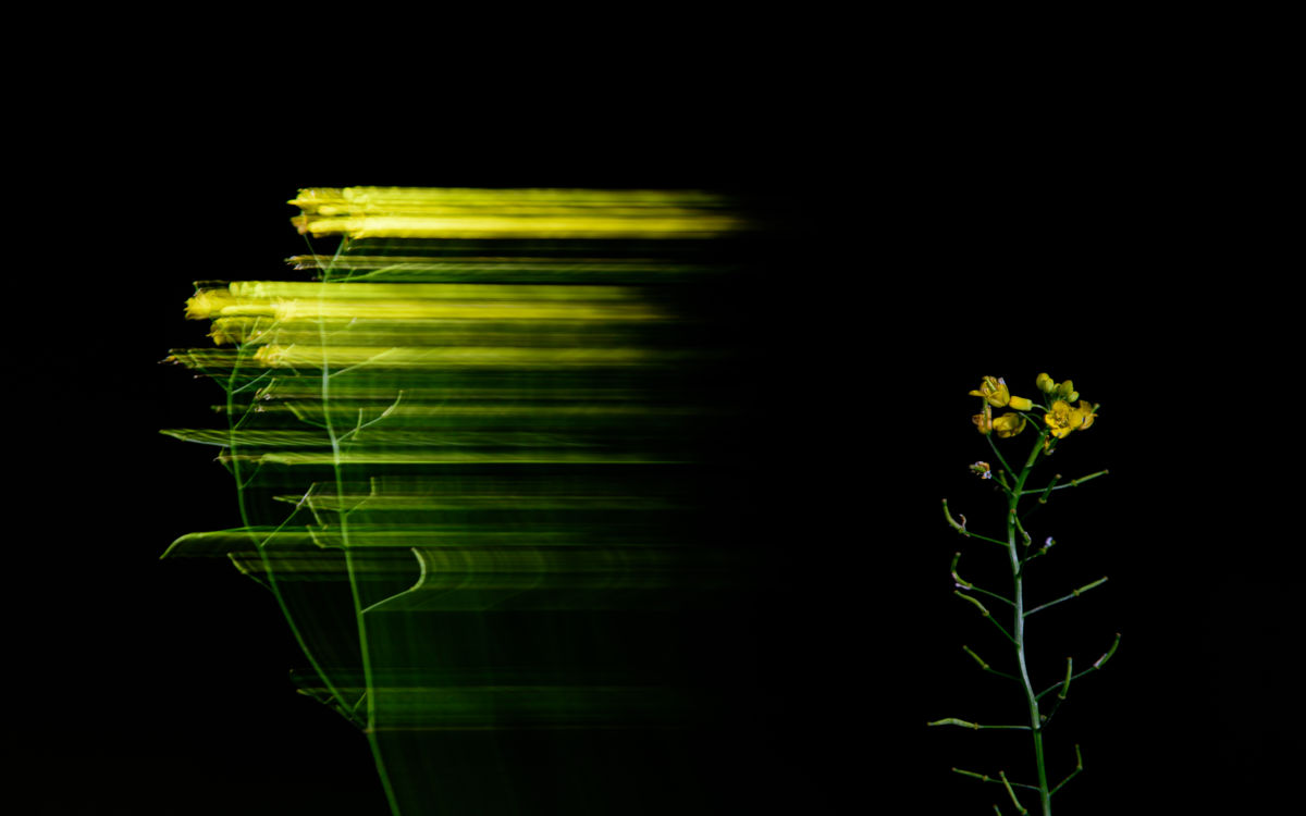 Benke Péter Valentin