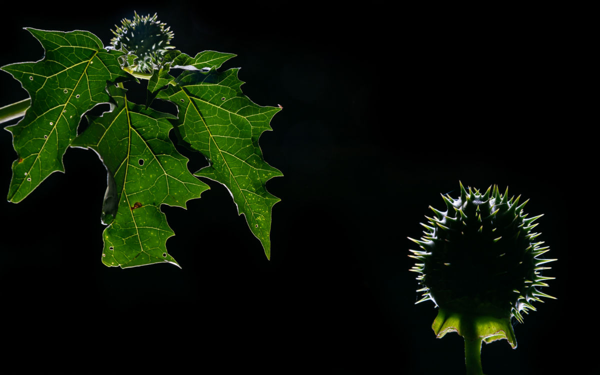 Benke Péter Valentin