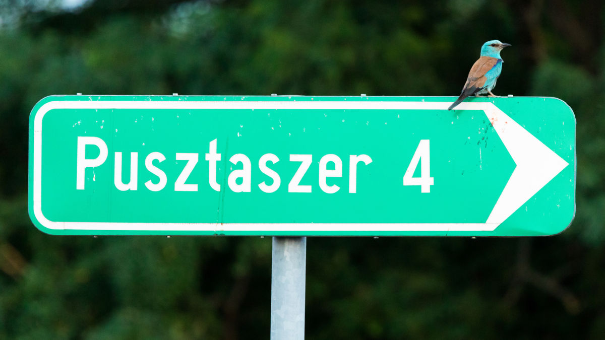 Koncz-Bisztricz Tamás