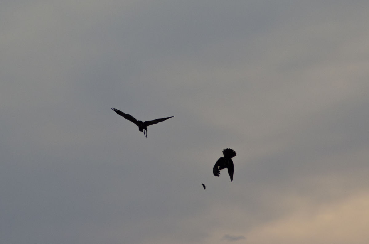 Berkesi Ágota Mirjam