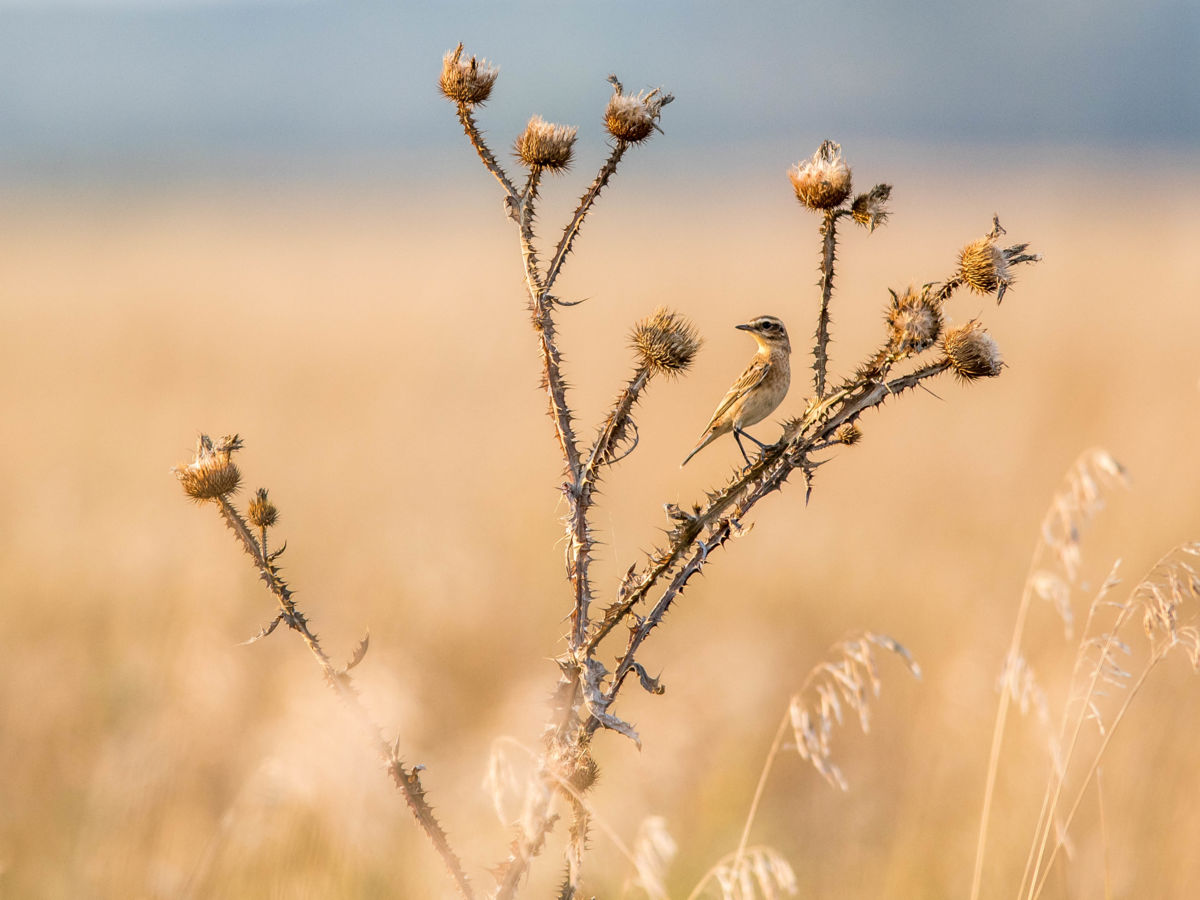Koncz-Bisztricz Tamás