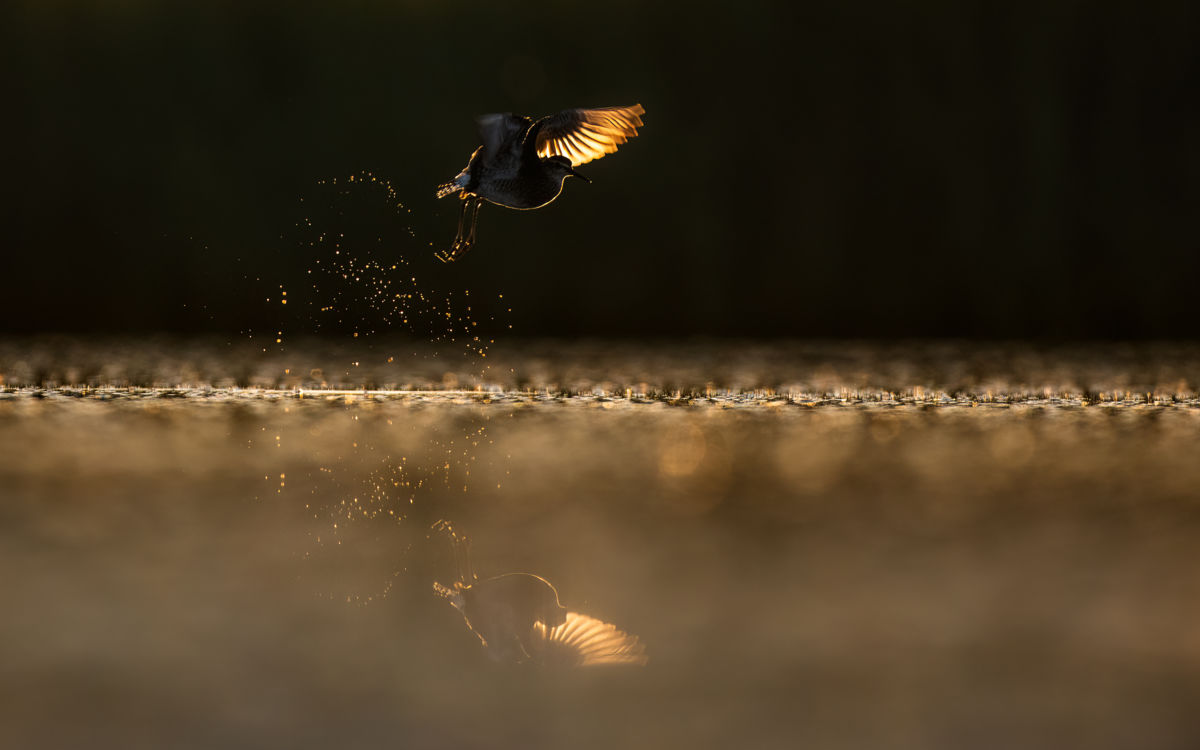 Szakolczai Krisztina