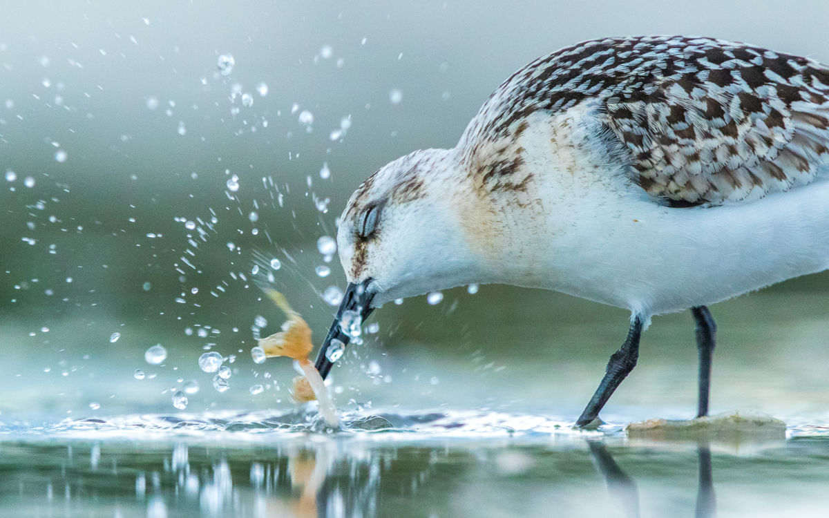 Koncz-Bisztricz Tamás