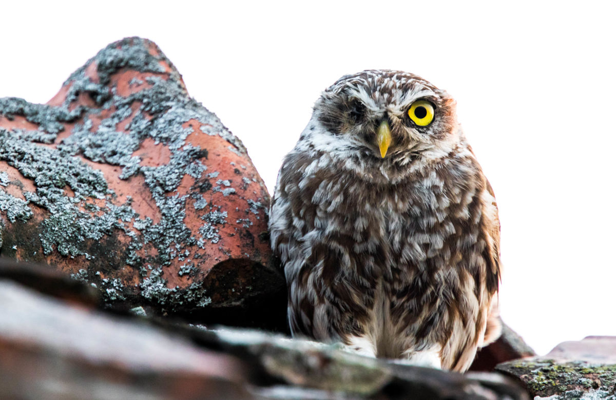 Koncz-Bisztricz Tamás