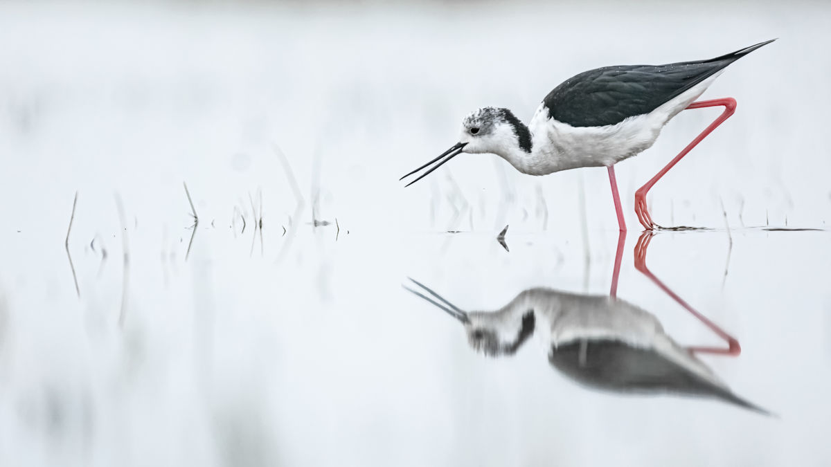 Gyenti-Kálvin Kinga