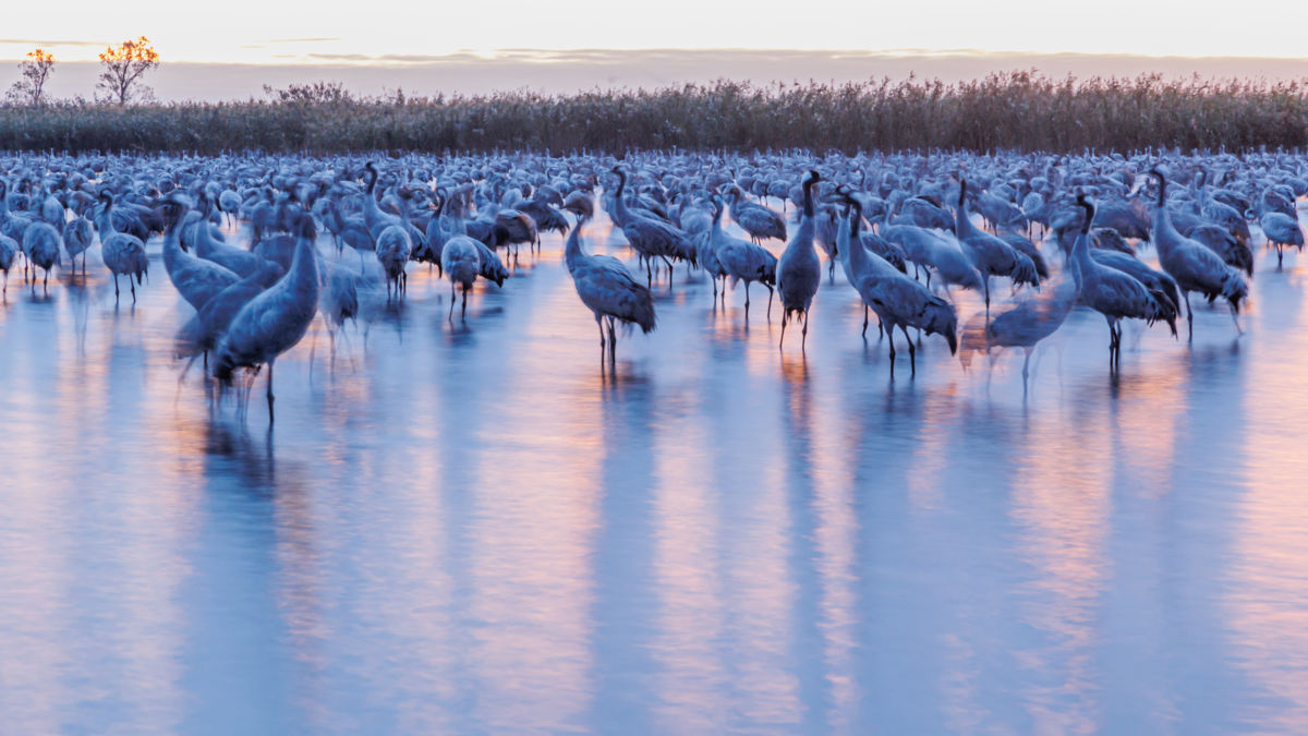 Gyenti-Kálvin Kinga