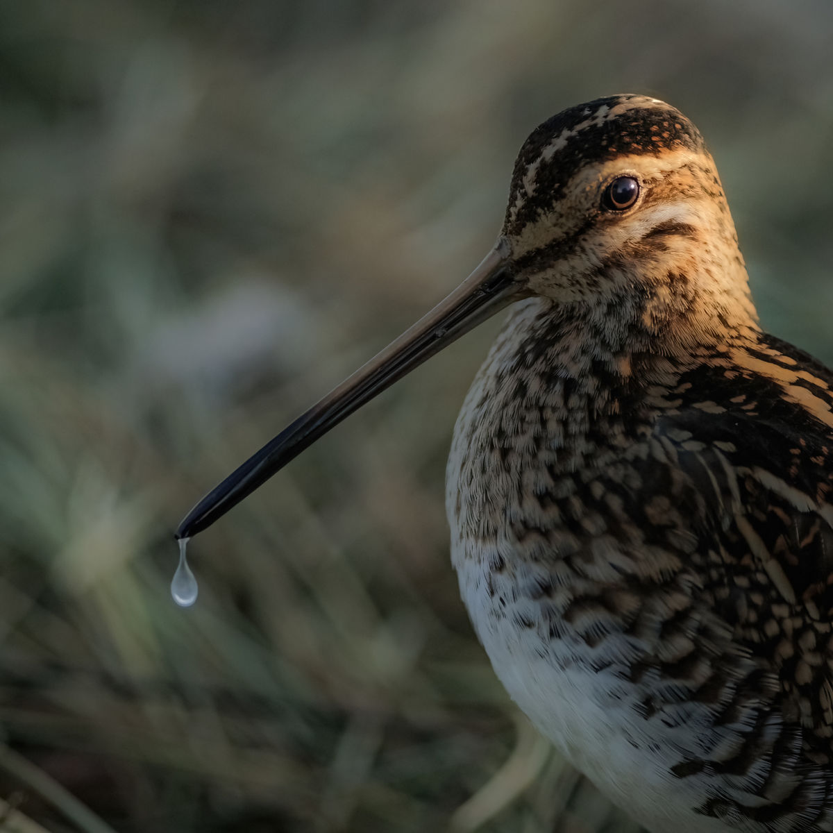 Gyenti-Kálvin Kinga