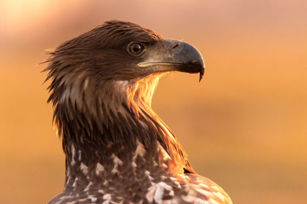 A Felkelő Nap Fénye