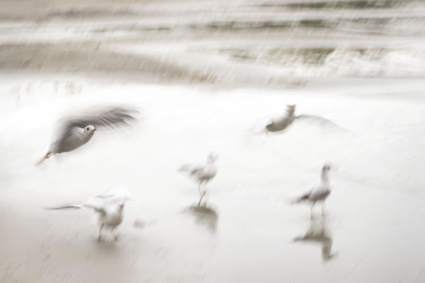 Nyaralás sirályokkal