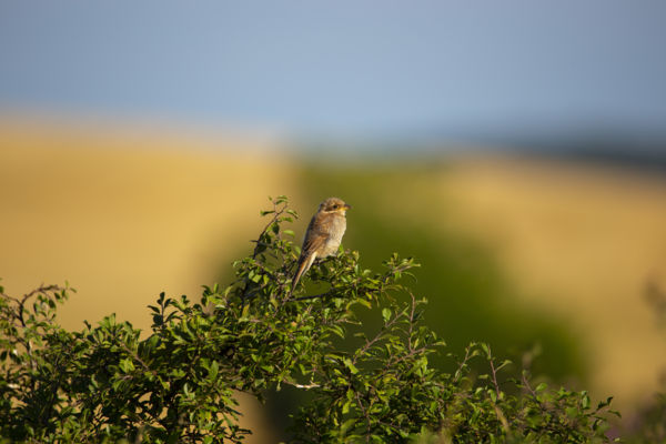 Tövisszúró gébics