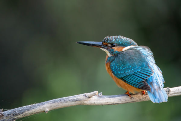 Varázslatos Jégmadár