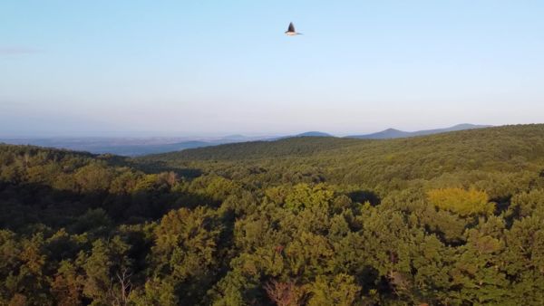 Együtt repülve a fecskékkel