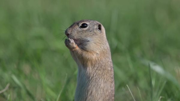 Ez nagyon ízlett....