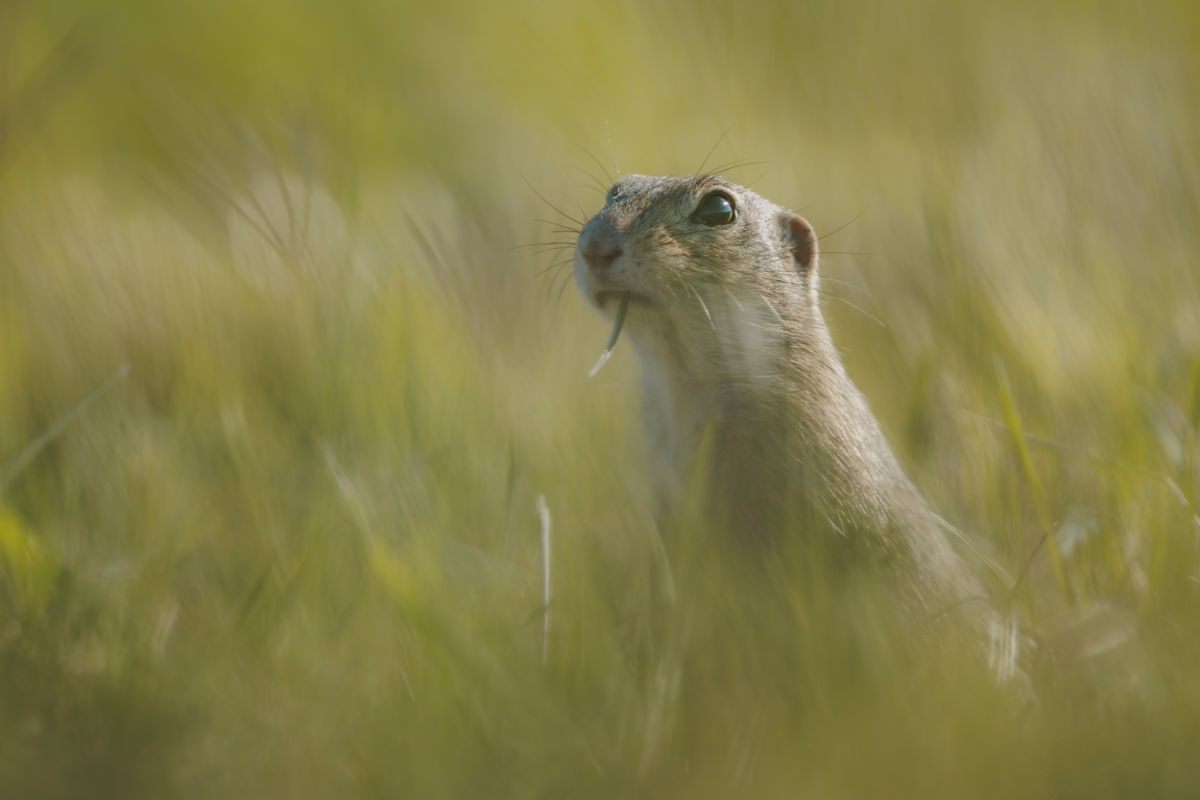 Gyenti-Kálvin Kinga