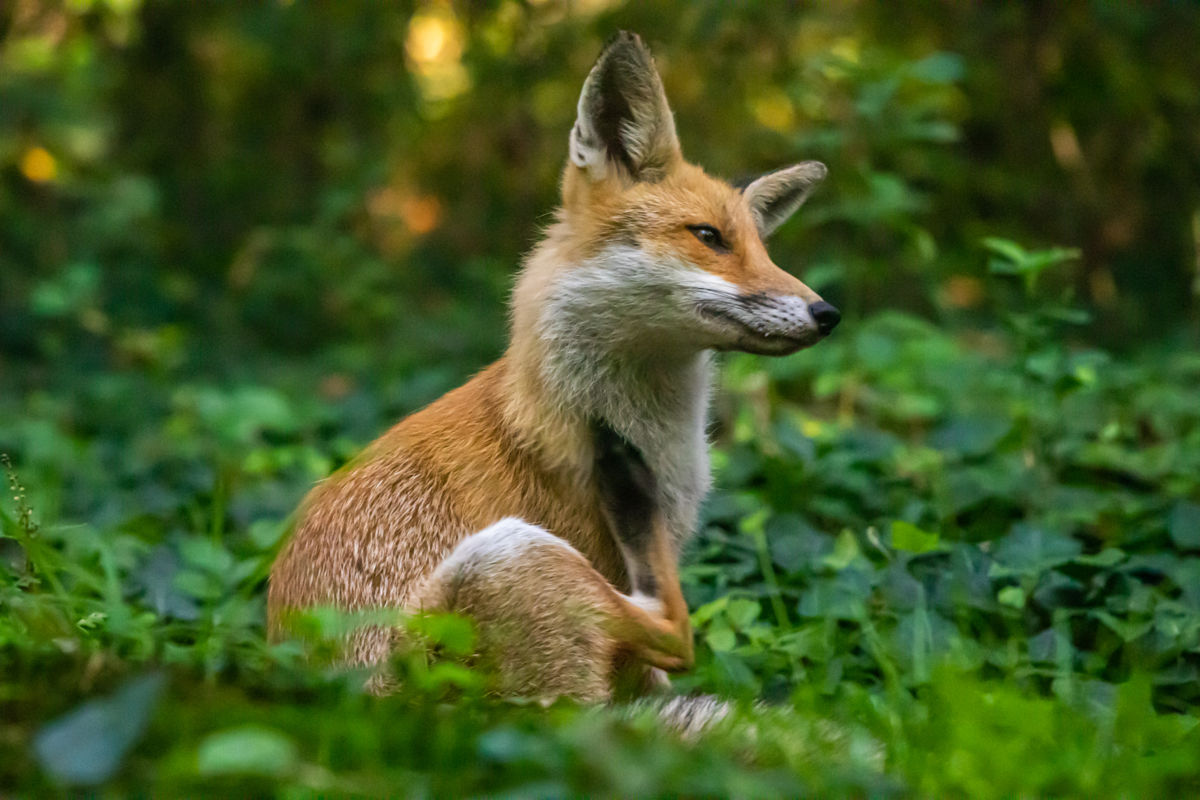 Germán Szilveszter Tibor