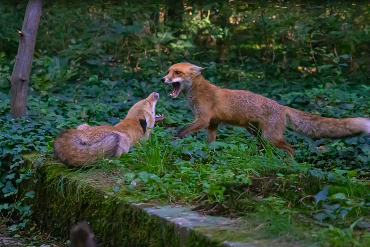 Germán Szilveszter Tibor