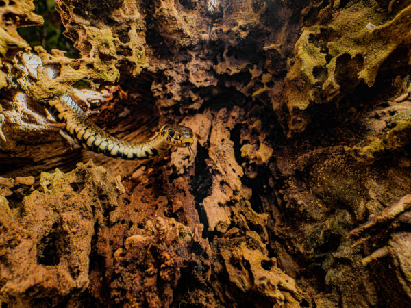 Hontalan honfoglaló