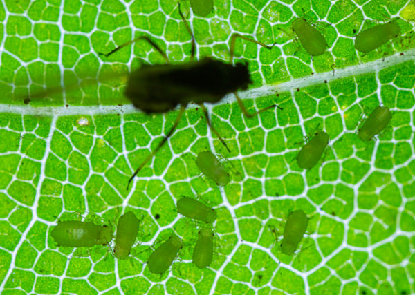 Család átvilágítás