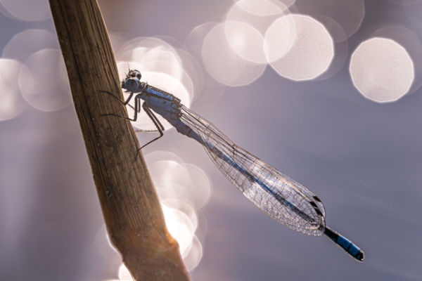 Szitakötő ellenfényben