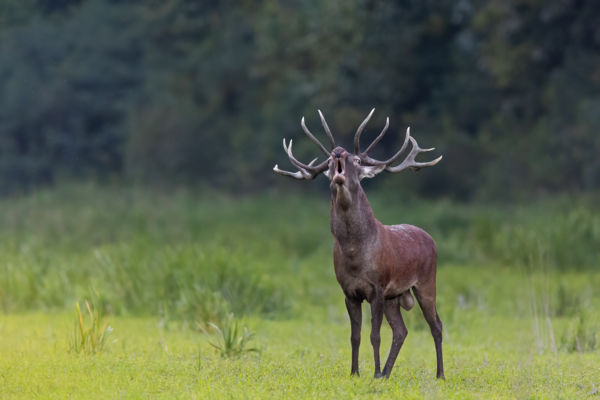 Szeptember legszebb hangja.