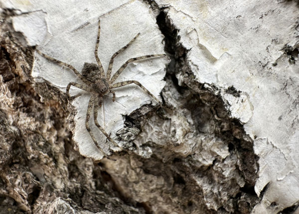 A szürke 50 árnyalata