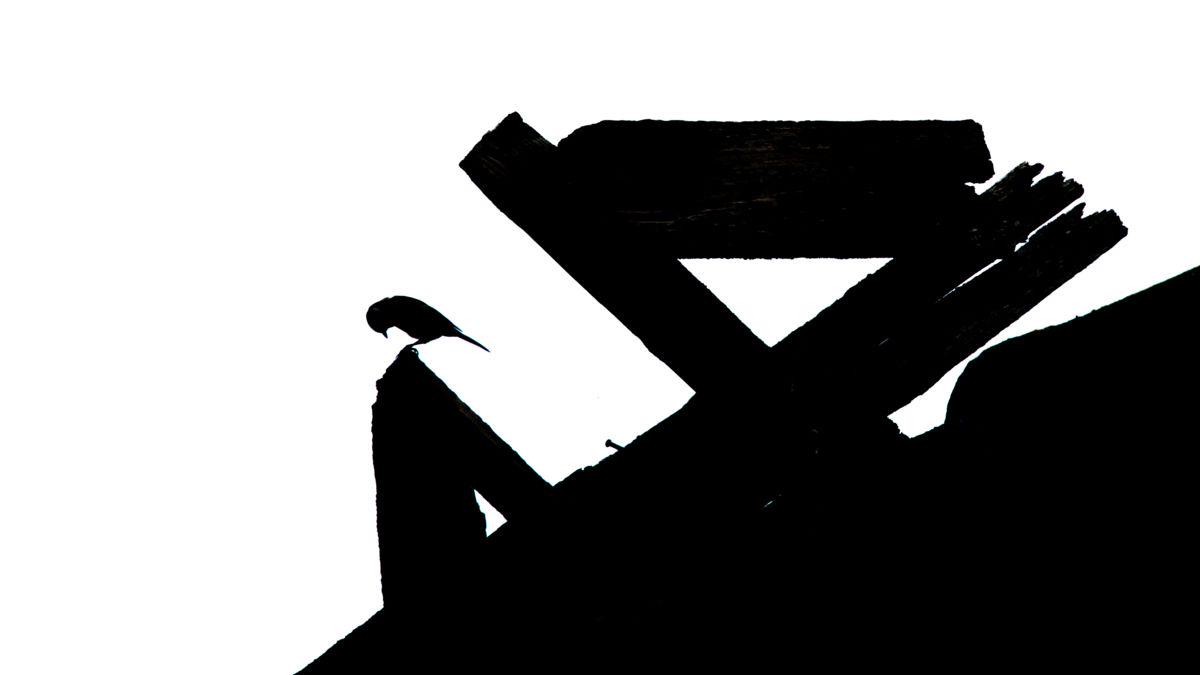 Koncz-Bisztricz Tamás