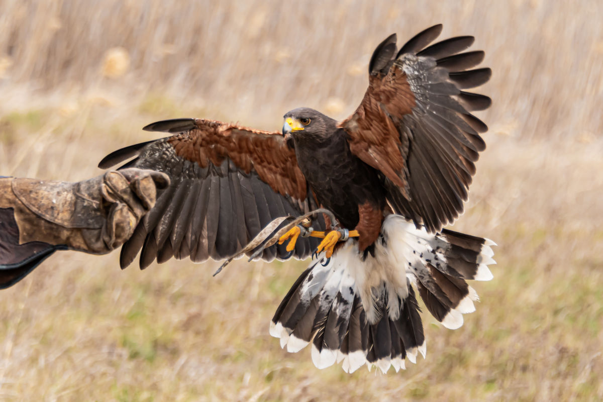 Gaál Zoltán Péter